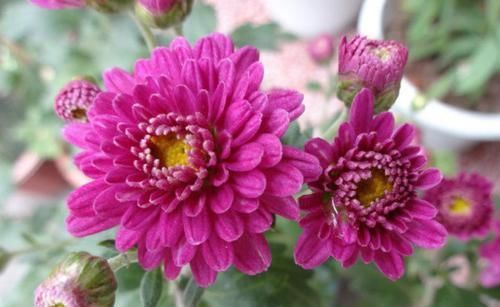  一年四季|养“2种花”就够了，个个开花爆盆，一年四季开花，值得养