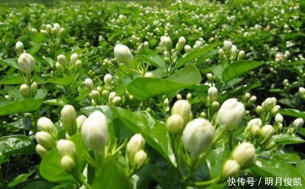 茉莉花最简单的繁殖方法,一个枝条就可以繁殖几棵,一学就会
