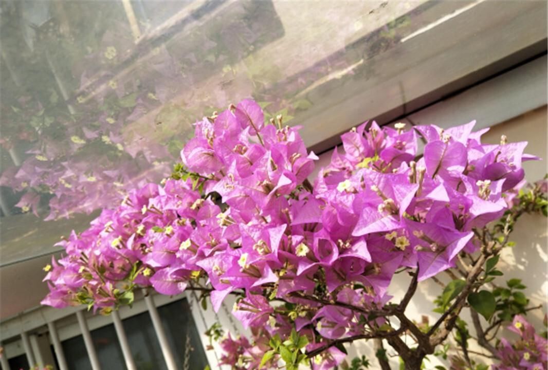 想让三角梅爆花掌握“一少一多”,轻松让它化身开花机器