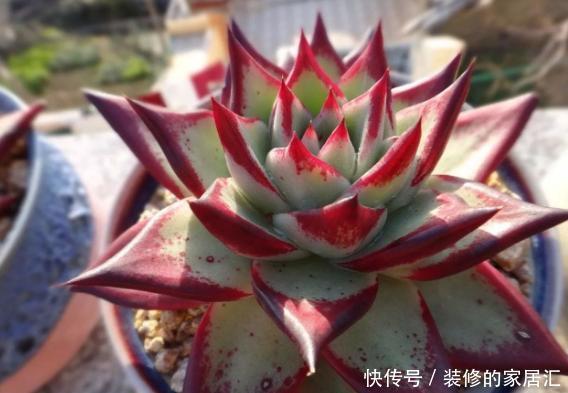 光照|怎么养护霸气侧漏的多肉乌木?需掌握3个要点!