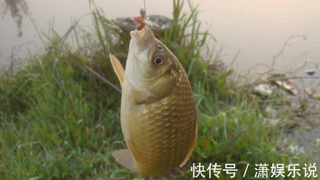 夏季鲫鱼为什么不咬钩共3个原因,知道后再钓不到它们,算我输