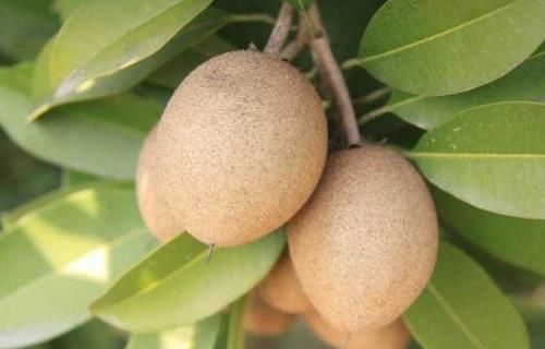 聪明的人爱吃3种食物,美容养颜,改善体质,好处多多