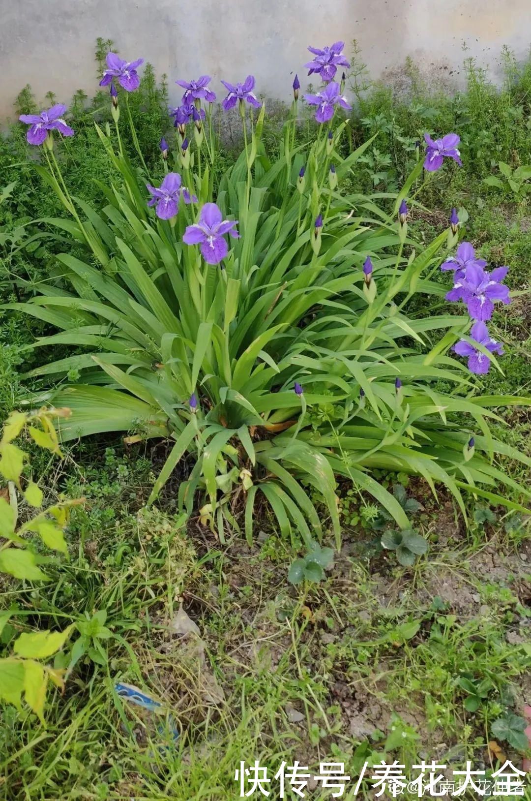 叶片|10种花太能喝水，一天一瓢水，7天爆满缸