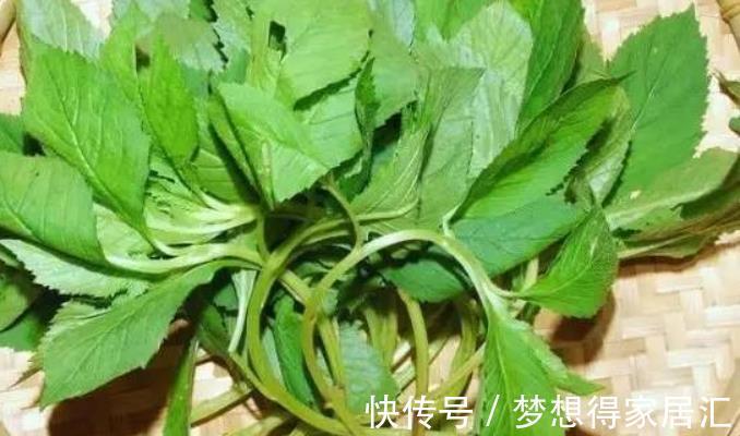 那个年代|30年前人们的“救命菜”,如今沦为猪草,却不知是一种高端野菜