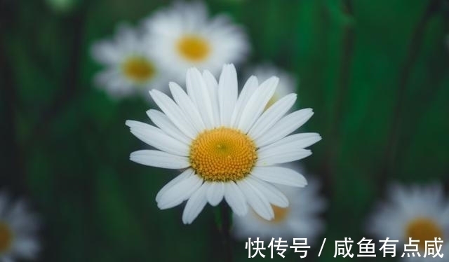 红鸾|11月底，苦尽甘来、桃花满园，星座红鸾星动，爱情来袭