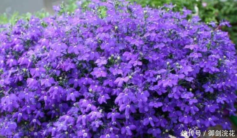 越来越多人喜欢养这“4种花”,好养又漂亮,一开就是300多天!