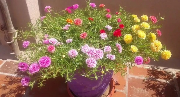 养太阳花、长寿花、石竹,春天把握住“细节”,开花才漂亮