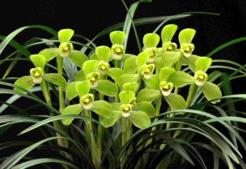 “兰花”花骨朵少来点“促花肥”,花苞不停长,开花亭亭玉立