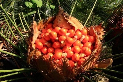 止咳化痰|入秋之后,经常咳嗽还痰多,可以吃此果,止咳化痰功效好