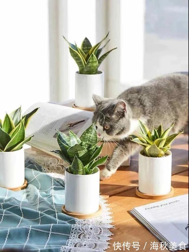 养花|卧室养花好睡眠，这3种花是最佳选择，厚实的大绿叶最能净化空气