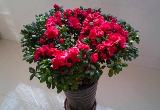 杜鹃花养得没精神、黄叶,将“1个步骤”改一改,不久就能养好