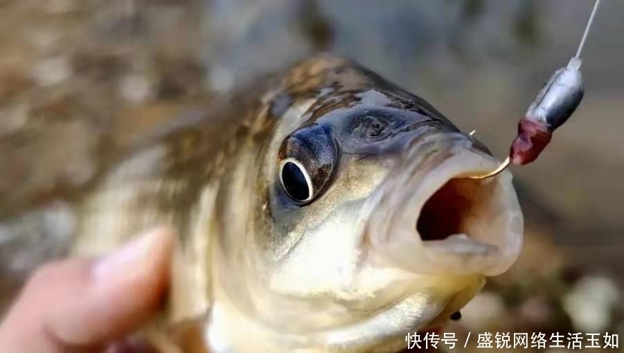 鱼口太多中鱼率低?自从换用这3招,每次提竿都有鱼,特过瘾
