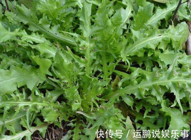 宁愿不吃,也不愿意碰的3种蔬菜,被称为“寄生虫”老窝