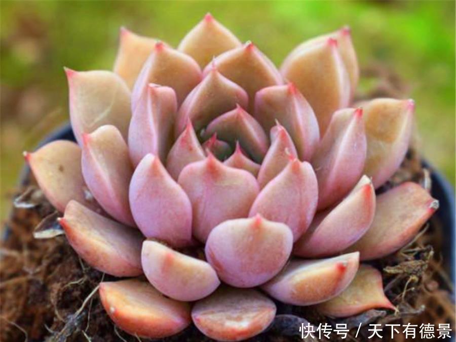 根系|多肉需要修剪哪些部分？修剪方法有什么区别？掌握4点，矮胖爆头