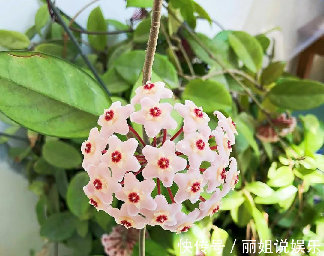 别再乱花冤枉钱，家里养棵球兰，花球一个接一个，鲜艳又灿烂