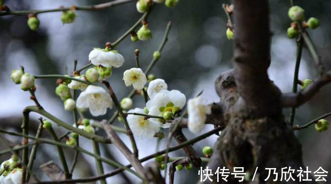 咏梅诗#清朝诗人林古度这首咏梅诗,开篇就是名句,结尾更是写出了新意!