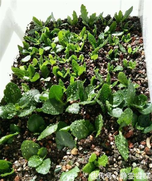 土壤|3种漂亮花，别再花钱买，朋友家摘几片叶子，插在土里就生根！