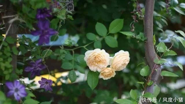  种植|家里有院子不如搞个种植池，这几样植物推荐给你