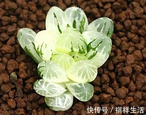 氮磷钾肥养多肉,全盆栽成“胖娃娃”,让别人看了都羡慕