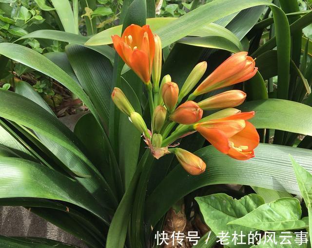 磷酸二氢钾|君子兰还不开花现在“虐一虐”，春节“乖乖”开花，吉祥又喜庆