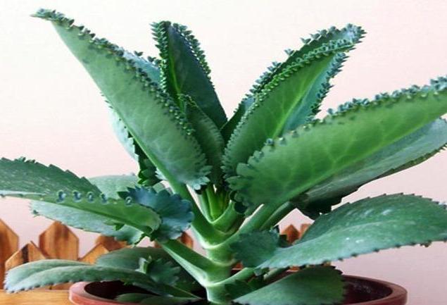 落地生根,打不死的“入侵植物”,叶肥肥花好看,还能嫁接长寿花