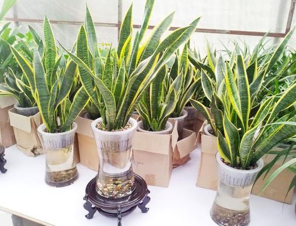 虎皮兰|居家盆栽虎皮兰,不想叶片变得干瘪难看,需趁早实践4个知识点