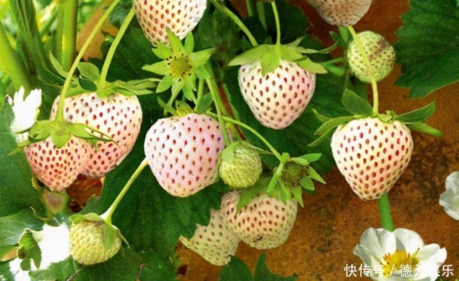 外形像草莓，味道如菠萝的奇特水果，一斤竟要卖200元