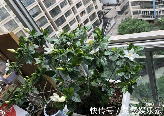 3种植物是老酒鬼,一喝啤酒就疯长,根本不用施肥!