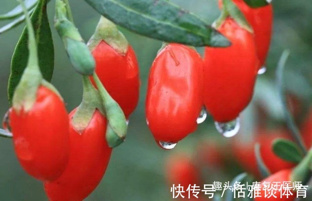 泡水|枸杞到底生吃好,还是泡水喝好?很多人都搞错了,不妨来了解下