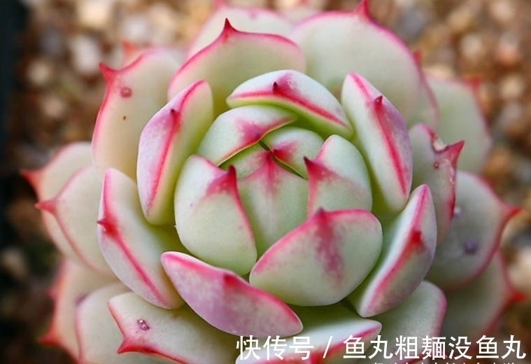 蔓莲|多肉甘草船长——底色如玉,叶形似花,如此漂亮的船长你不上船?