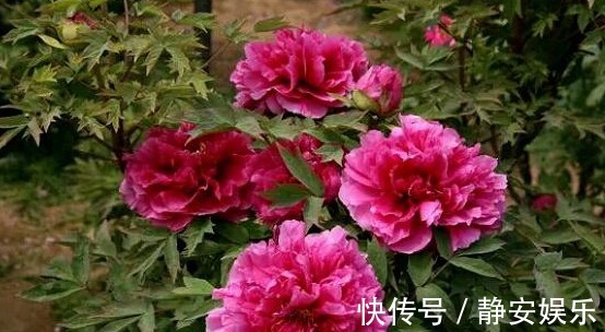 此“花”漂亮不输牡丹,自古就是名花,但未入选“中国十大名花”