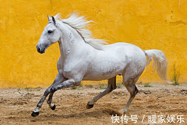 好运气|生肖马,你名字中若带有这些“字”,一生福泽深厚,财源不断!