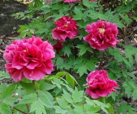 新手养花,不如养盆花中精品“花王”,有王者之风范,傲视群雄