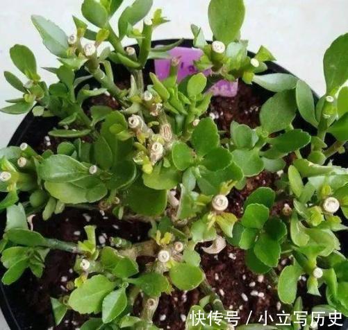 长寿花老桩张牙舞爪很难看怎么办,这样剪,株型好开花多