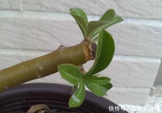 4种花适合在“冬天”扦插,不黑腐好成活,2月就能开满花