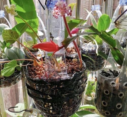 别再看不上塑料瓶,学会这些妙招,它堪当“养花神器”