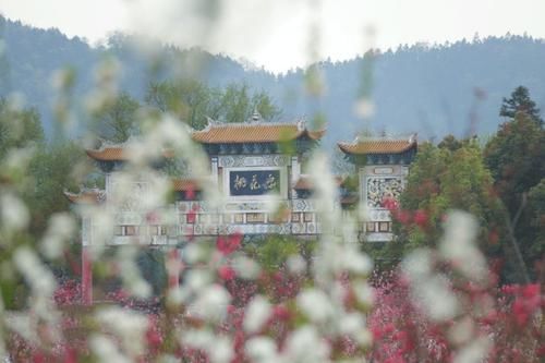 桃花林|世有桃源,不慌不忙