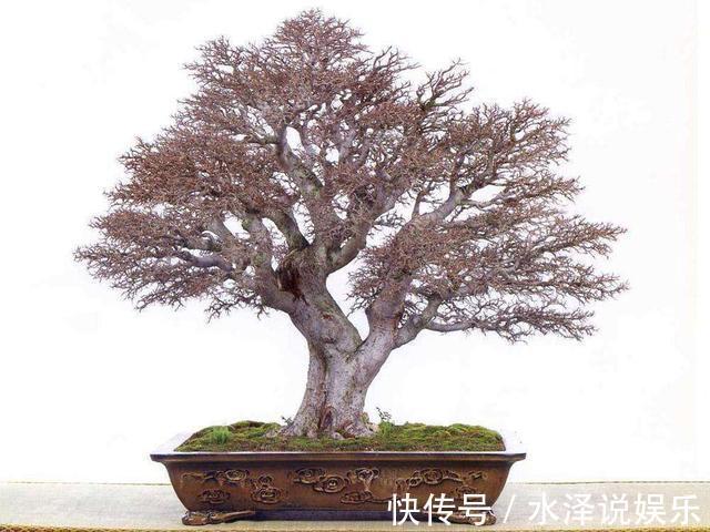 榆树|野外挖到一个树桩疙瘩,凹出造型价值高,看看叶子原来是榆树