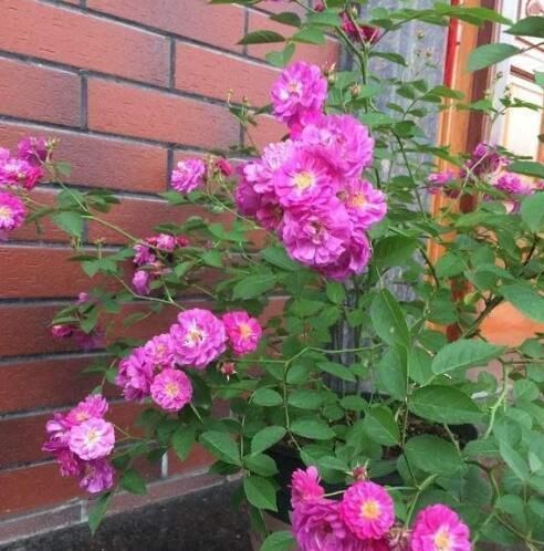 好看|这种花,一年至少“3季花”,花量大,人称开花机器,好看又好养