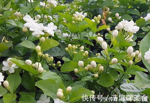 人见人爱的3种花，“大水大肥大太阳”伺候，花大色艳香味浓