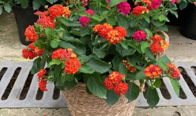 新人盆栽五色梅，轻松树立养花自信，管理还不容易出问题