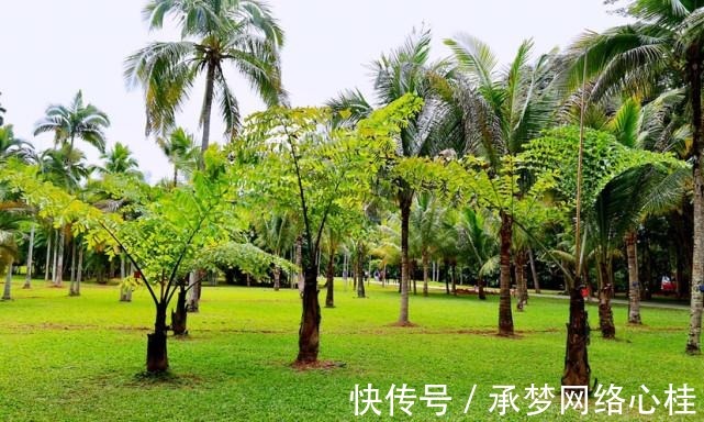 水生植物|中科院热带植物园，有一种能伴随着歌声翩翩起舞的植物，太神奇了