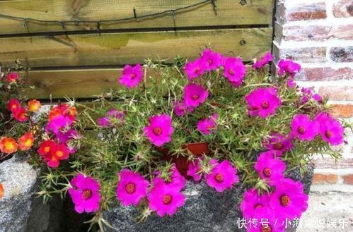 淘米水中加点料，就是万能养花水，给花喝一勺，养啥都旺