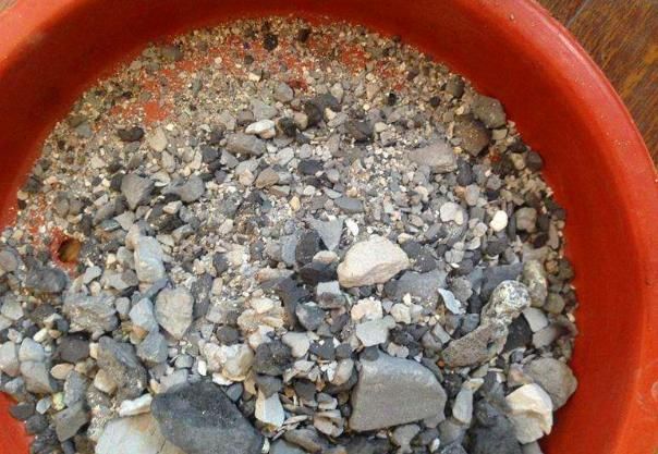 生活中有3种“黑东西”,都是养蟹爪兰的“好宝贝”,养1盆爆1盆