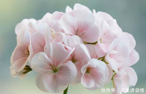 5种花被称为开花王,开花勤还爱爆盆,美极了