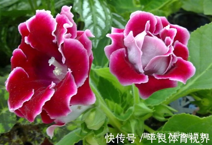 花期|此花颜色艳丽,花枝妖娆美的像是一幅画,寓意着欲望和美丽