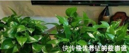 养花就浇“1种水”,盆土不板结,叶绿花还多,比施肥强得多!