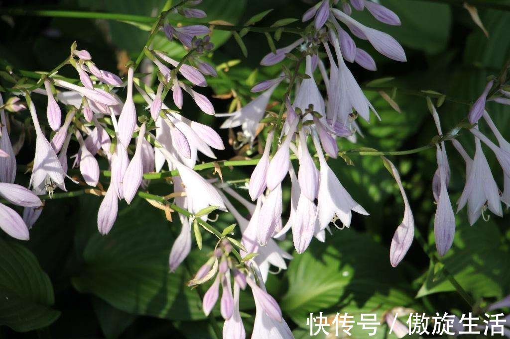 多菌灵|养花一定要知道的事!掌握正确通风方法,家里植物长得好