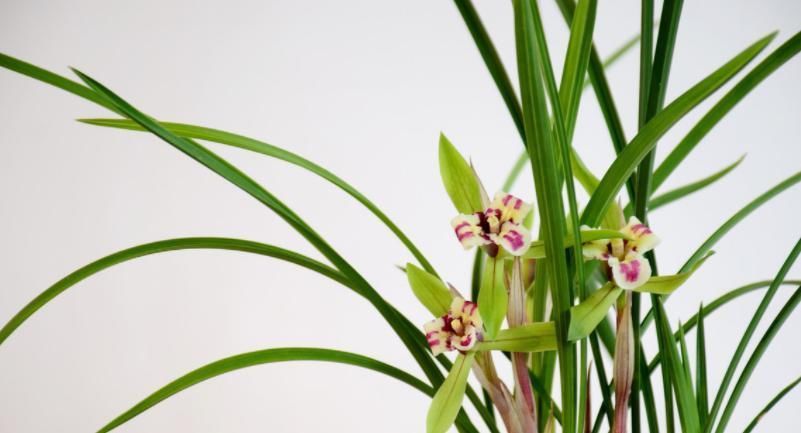兰花|种植兰花是否需要施肥?想要种好兰花,这些点你要知道