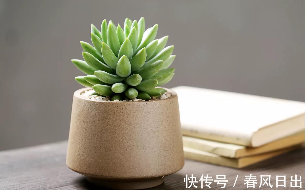 土壤|多肉植物千佛手其实不难养,抓住6个要点,养得健康又漂亮